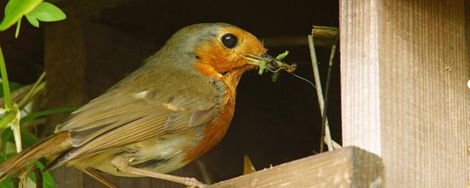 Tips voor een vogelvriendelijke tuin