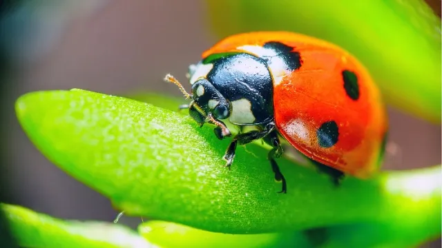 ladybug