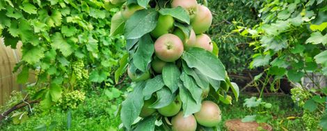 Zuilfruit: een boomgaard op je balkon