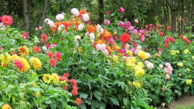 border with dahlias