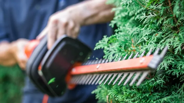 man pruning conifer hedge