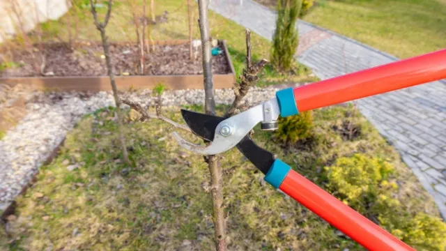 pruning of columnar fruit
