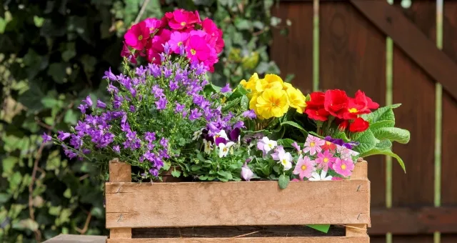bloeiende planten in bak