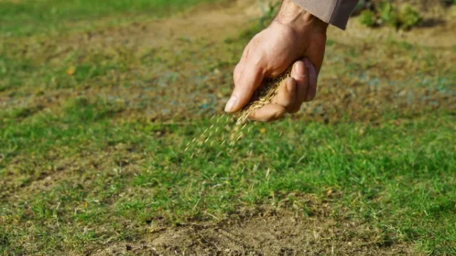 gras inzaaien op kale plek