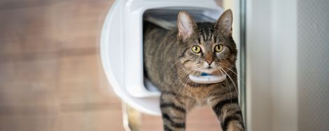 Zelf een hondenluik of kattenluik installeren