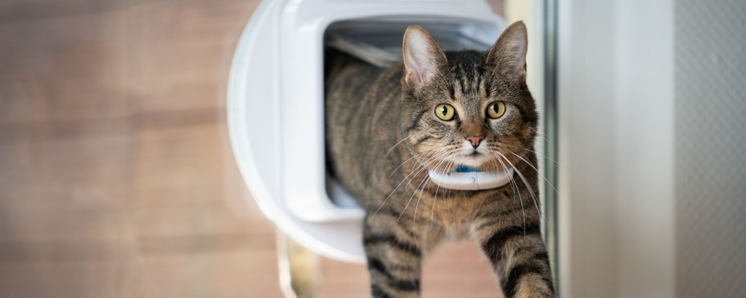 Zelf een hondenluik of kattenluik installeren