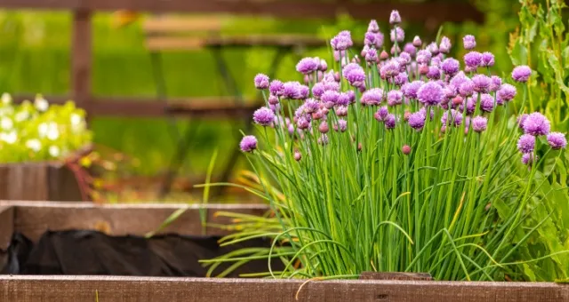 blooming chives