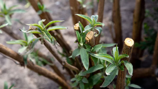 gesnoeide buddleja