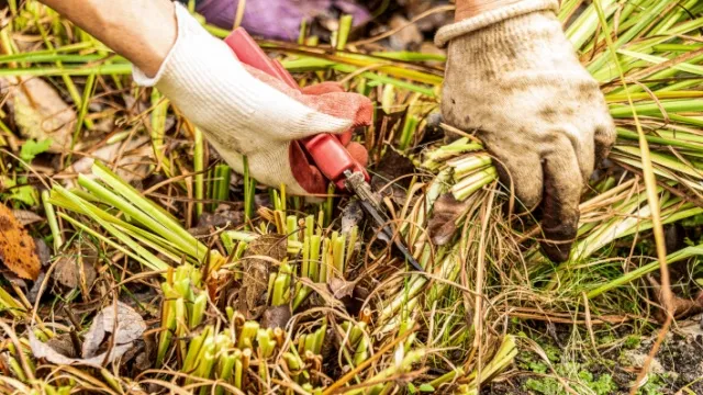 man pruning perennial plant