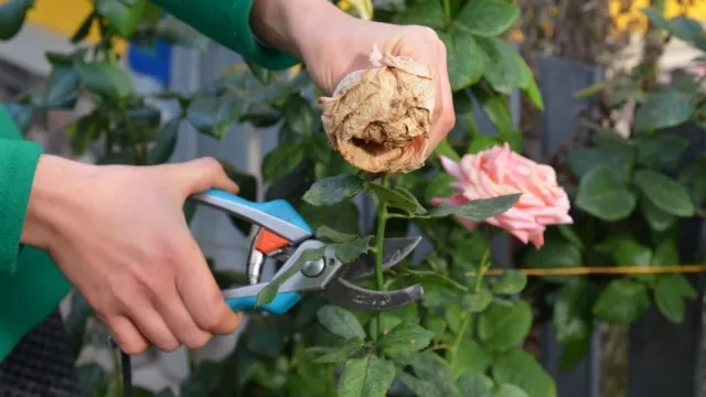 woman cuts withered rose