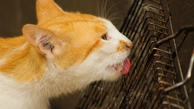 kat likt vuil barbecuerooster