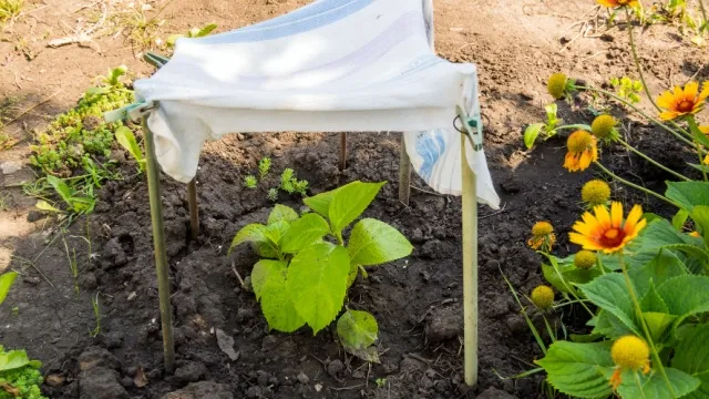 jong plantje met doek beschermd tegen zon