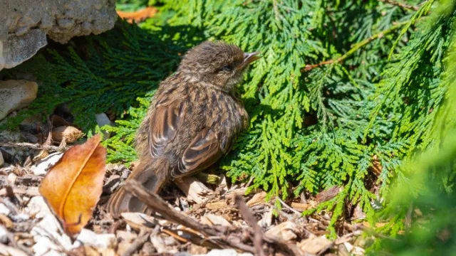 vogeltje voor conifeerhaag