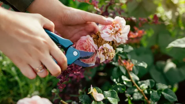 vrouw knipt verwelkte rozen weg