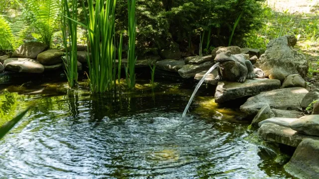 tuinvijver