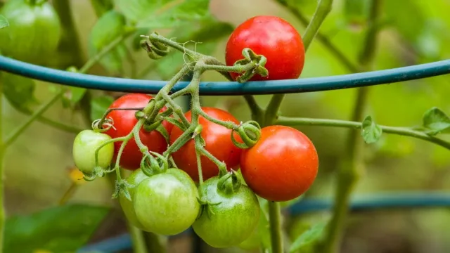 tomato plant in metal support