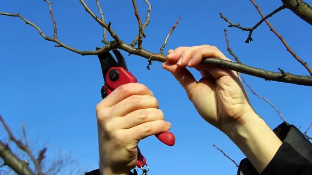 man pruning fruit tree