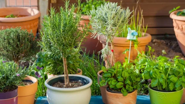 group of potted plants
