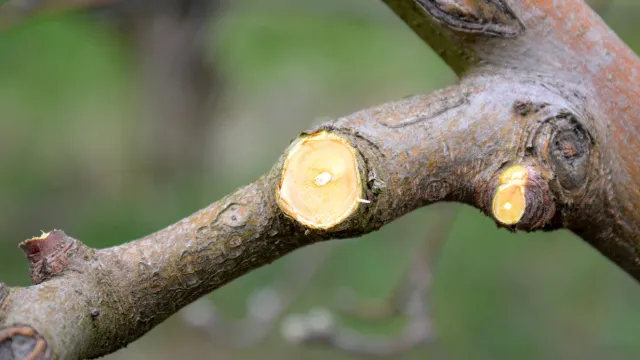 vers gesnoeide appelboom