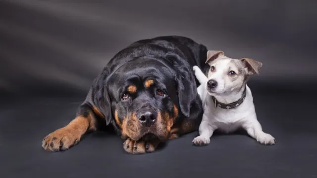 grote en kleine hond