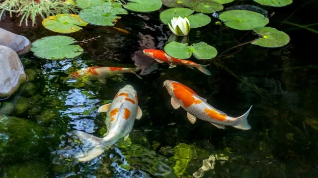 vissen in tuinvijver