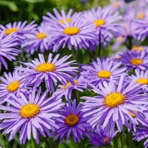 Asters