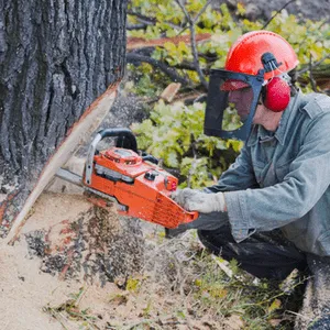 man zaagt grote boom om