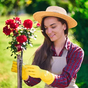 woman ties up standard rose