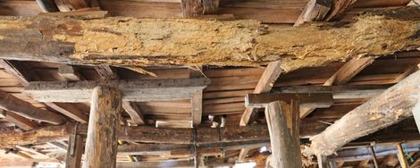 Exterminate woodworm and tackle it preventively