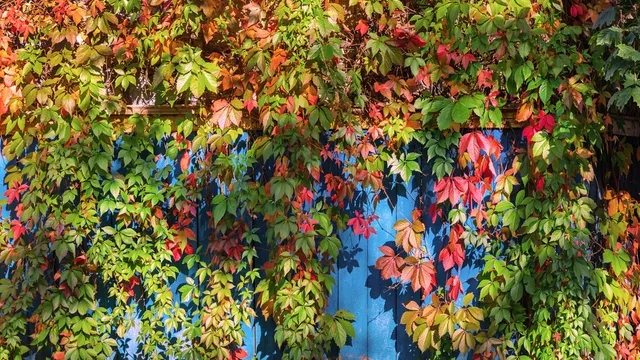 begroeide tuinschutting