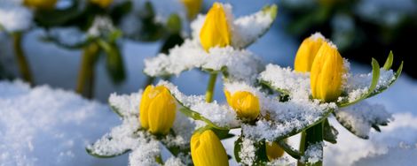 Tuinklussen in februari