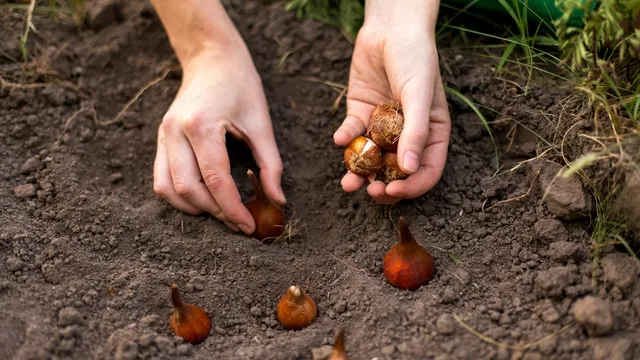 hands planting bulbs