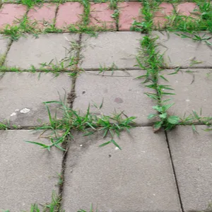 onkruid in voegen van terras