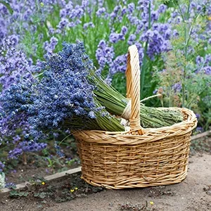 bloeiende lavendel in tuin