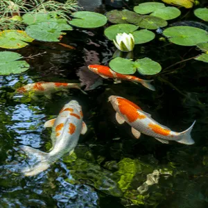 fish in a pond
