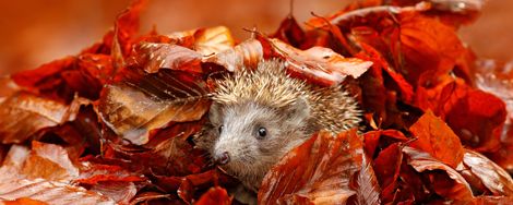 Tuintips voor oktober