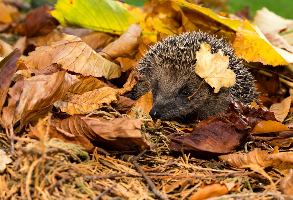 hedgehog under leaves